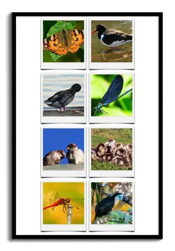 Collage Natur e Animali in Stile Polaroid