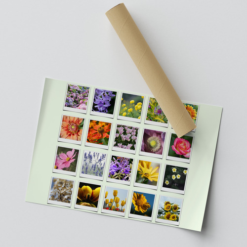 Collage Polaroid Natura: Fiori, Boschi e Spiagge