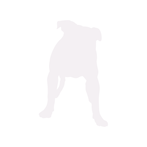 Silhouette di cane American Bully in piedi