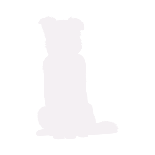 Silhouette di cane Australian Shepherd seduto
