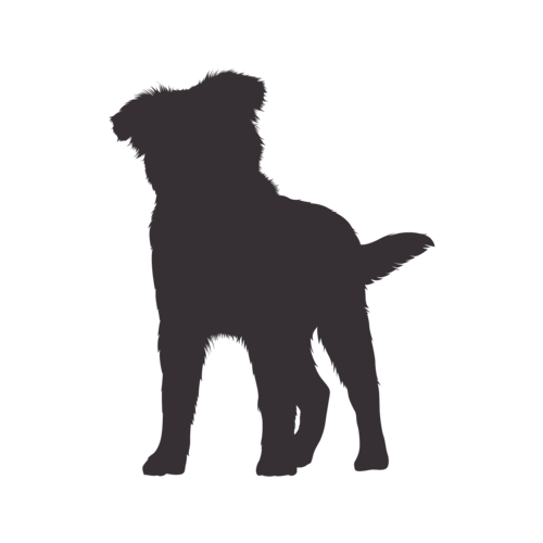 Silhouette di cane Australian Shepherd in piedi