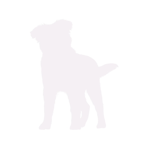 Silhouette di cane Australian Shepherd in piedi