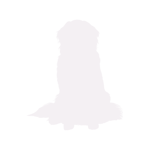 Silhouette di cane Bovaro del Bernese seduto