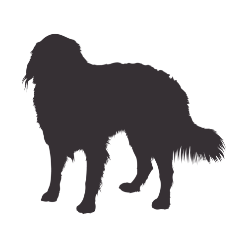 Silhouette di cane Bovaro del Bernese in piedi
