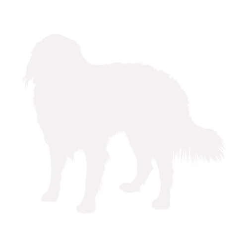 Silhouette di cane Bovaro del Bernese in piedi