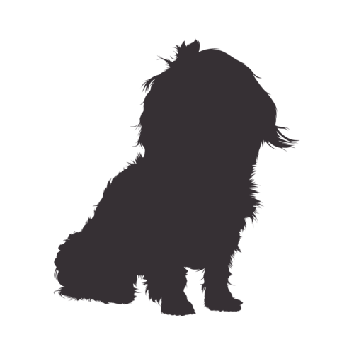 Silhouette di cane Bolonka Zwetna seduto