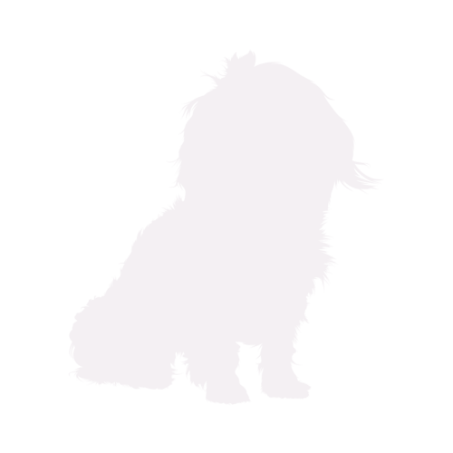 Silhouette di cane Bolonka Zwetna seduto