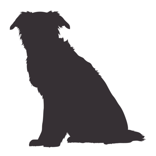Silhouette di cane Border Collie seduto