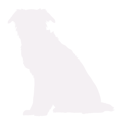 Silhouette di cane Border Collie seduto