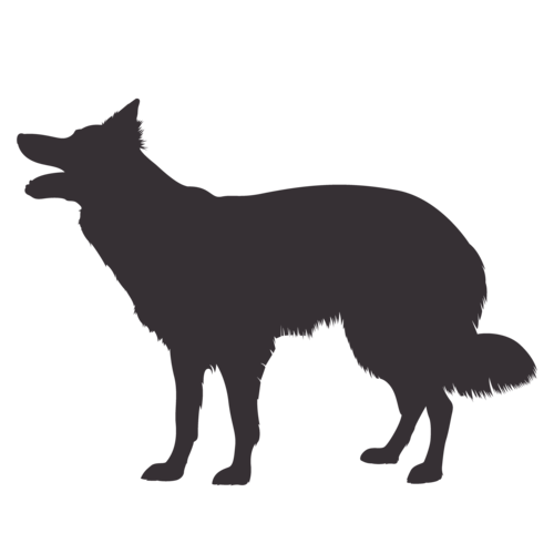 Silhouette di cane Border Collie in piedi