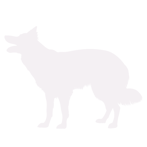 Silhouette di cane Border Collie in piedi