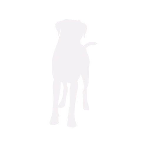 Silhouette di cane Boxer in piedi