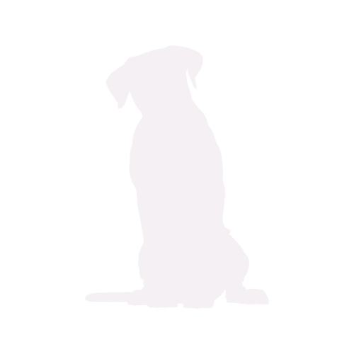 Silhouette di cane Cane Corso seduto