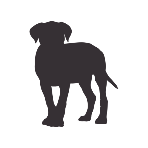 Silhouette di cane Cane Corso in piedi