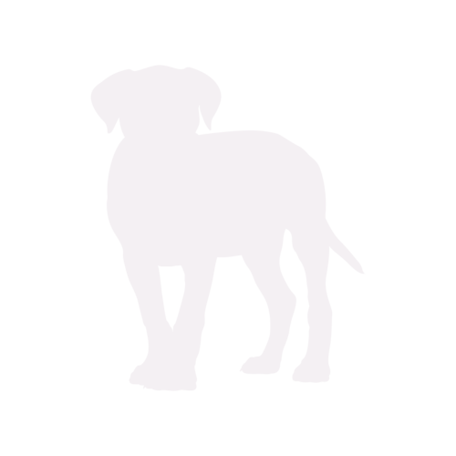 Silhouette di cane Cane Corso in piedi