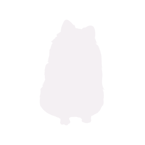 Silhouette di cane Spitz Nano seduto