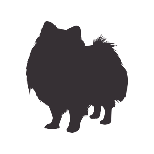 Silhouette di cane Spitz Nano in piedi