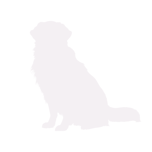 Silhouette di cane Golden Retriever seduto