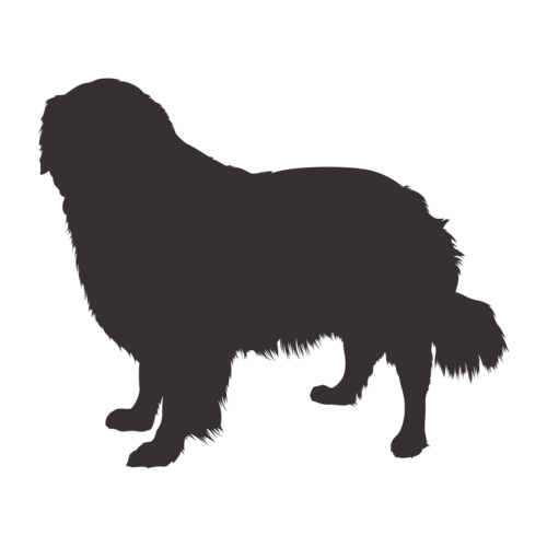 Silhouette di cane Golden Retriever in piedi