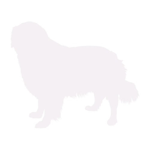 Silhouette di cane Golden Retriever in piedi