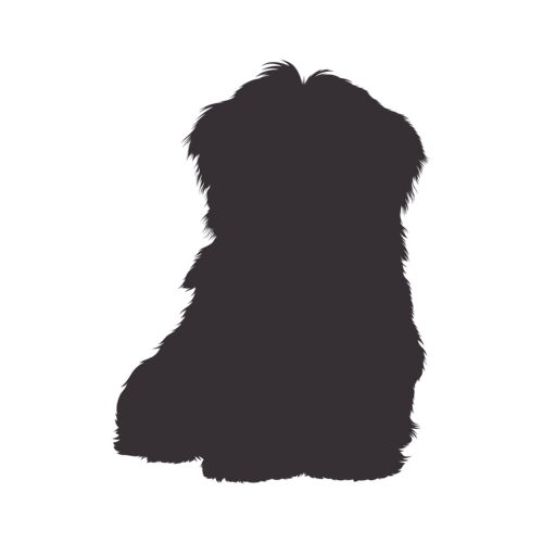 Silhouette di cane Havanese seduto
