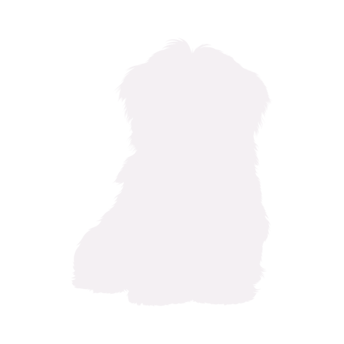 Silhouette di cane Havanese seduto