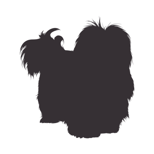 Silhouette di cane Havanese in piedi