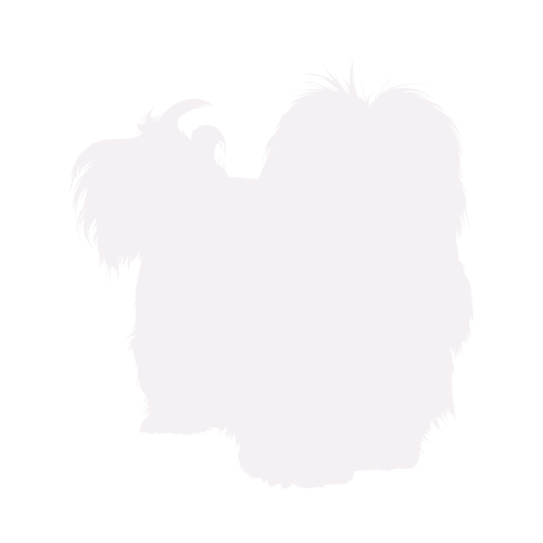 Silhouette di cane Havanese in piedi