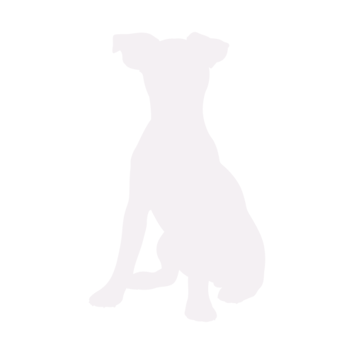 Silhouette di cane Jack Russell Terrier seduto