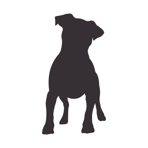 Silhouette di cane Jack Russell Terrier in piedi