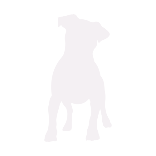 Silhouette di cane Jack Russell Terrier in piedi