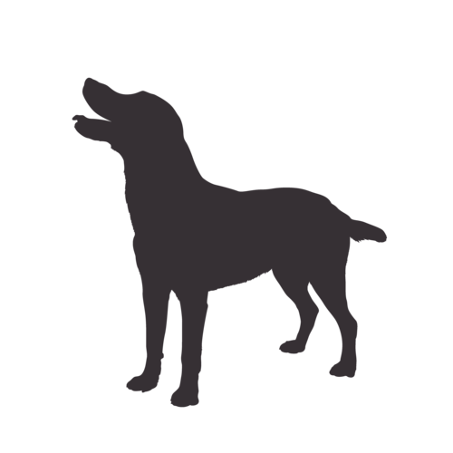 Silhouette di cane Labrador in piedi