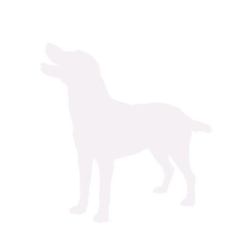 Silhouette di cane Labrador in piedi