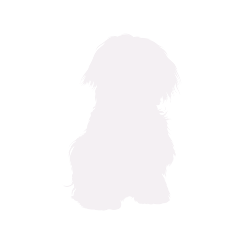 Silhouette di cane Maltese seduto