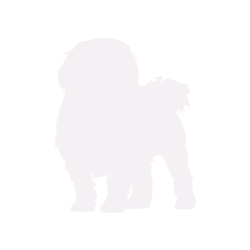 Silhouette di cane Maltese in piedi