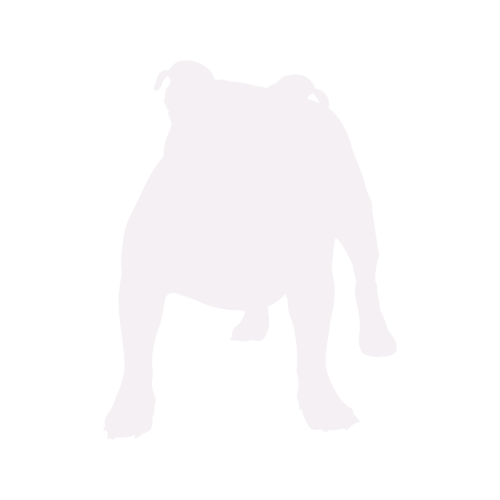Silhouette di cane Old English Bulldog in piedi