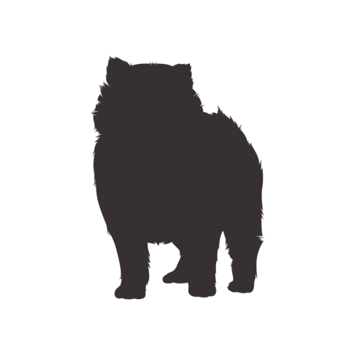 Silhouette di cane Pomerania in piedi