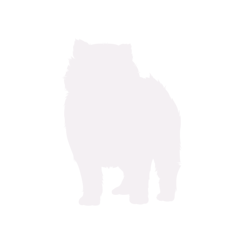 Silhouette di cane Pomerania in piedi