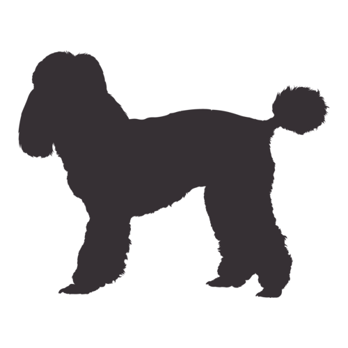 Silhouette di cane Barboncino in piedi