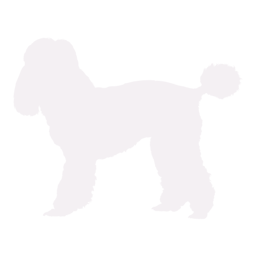 Silhouette di cane Barboncino in piedi