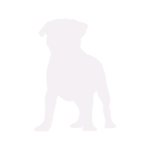 Silhouette di cane Carlino in piedi