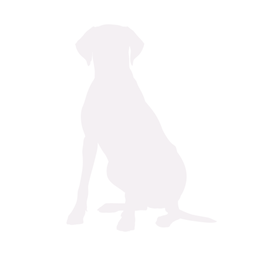 Silhouette di cane Rhodesian Ridgeback seduto