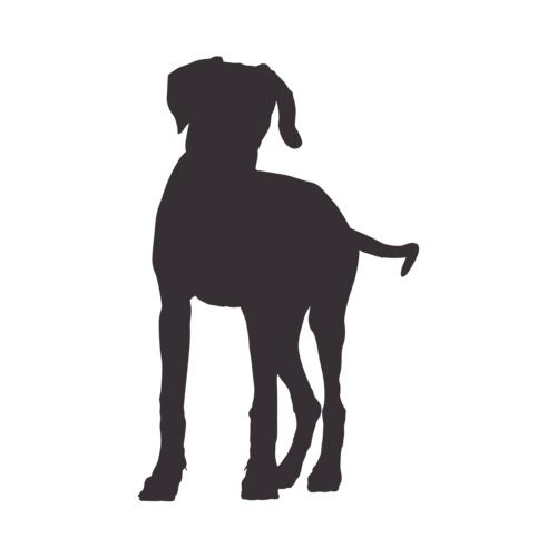 Silhouette di cane Rhodesian Ridgeback in piedi