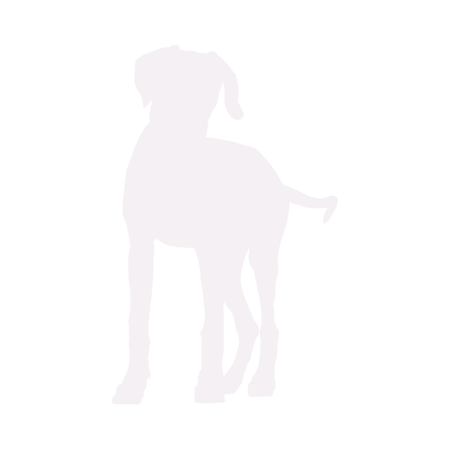 Silhouette di cane Rhodesian Ridgeback in piedi