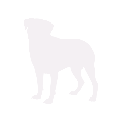 Silhouette di cane Rottweiler in piedi