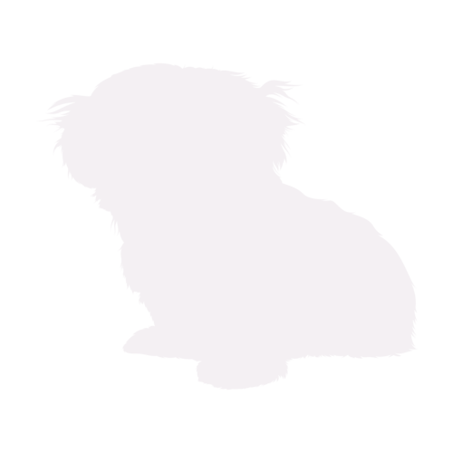 Silhouette di cane Shih Tzu seduto