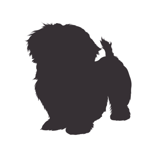 Silhouette di cane Shih Tzu in piedi