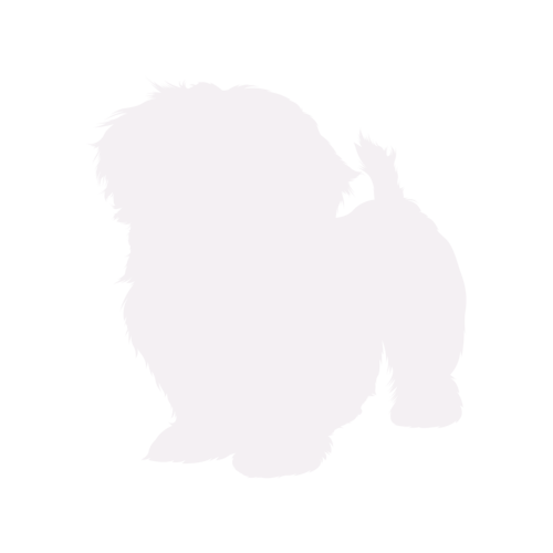 Silhouette di cane Shih Tzu in piedi