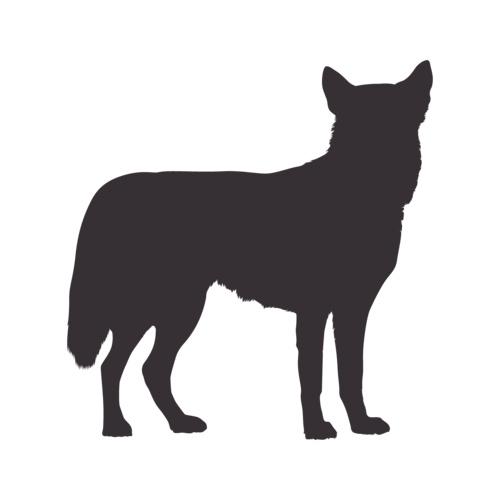 Silhouette di cane Siberian Husky in piedi