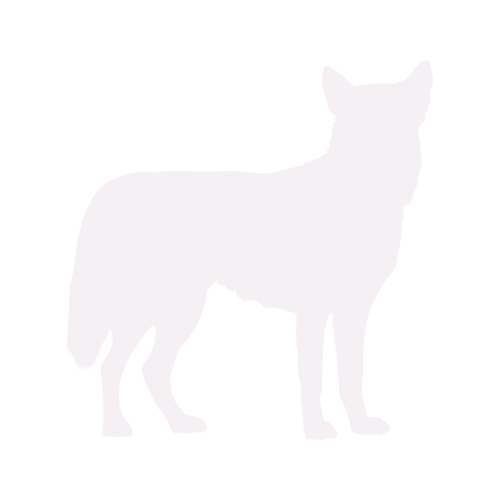 Silhouette di cane Siberian Husky in piedi